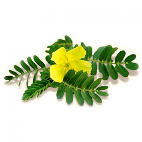 نتیجه تصویری برای Tribulus terrestris