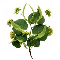 Small-leaved lime (Tilia cordata) 