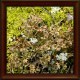 Iceland moss (Lichen islandicus)
