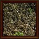 Iceland moss (Lichen islandicus)