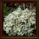 Iceland moss (Lichen islandicus)