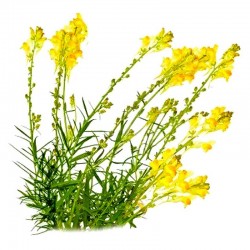 Lnice květel (Linaria vulgaris) 