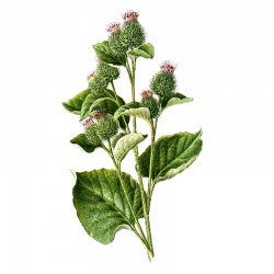 Lopuch plstnatý (Arctium tomentosum) 