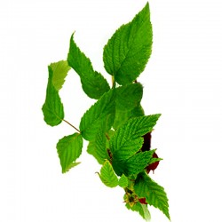 Raspberry leaf - 50g