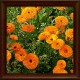 Pot marigold (Calendula officinalis)