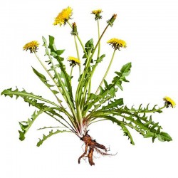 Púpava lekársk﻿á (Taraxacum offcinale) 