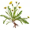 Dandelion root - 50g