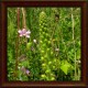 Agrimony (Agrimonia eupatoria)