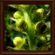 Agrimony (Agrimonia eupatoria)