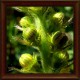 Repík lékársky (Agrimonia eupatoria)