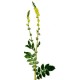 Agrimony (Agrimonia eupatoria)