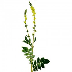 Řepík lékařský (Agrimonia eupatoria)