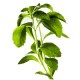 Stewia (Stevia rebaudiana)