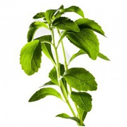 Süßkraut (Stevia rebaudiana)