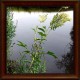 Meadowsweet (Filipendula ulmaria) 