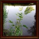 Wiązówka błotna (Filipendula ulmaria) 