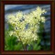 Túžobník brestový (Filipendula ulmaria) 