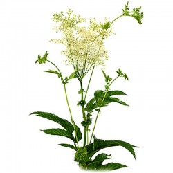 Tužebník jilmový (Filipendula ulmaria) 