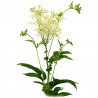 Echtes Mädesüß (Filipendula ulmaria) 