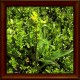 Zlatobýl celík (Solidago virgaurea)