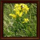 Zlatobýl celík (Solidago virgaurea)