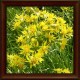 Zlatobýl celík (Solidago virgaurea)
