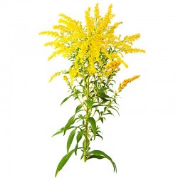 Zlatobyľ obyčajná﻿﻿﻿﻿﻿ (Solidago virgaurea)