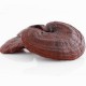 Glänzende Lackporling (Reishi) Pilz (Ganoderma lucidum)