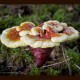 Glänzende Lackporling (Reishi) Pilz (Ganoderma lucidum)