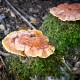Glänzende Lackporling (Reishi) Pilz (Ganoderma lucidum)