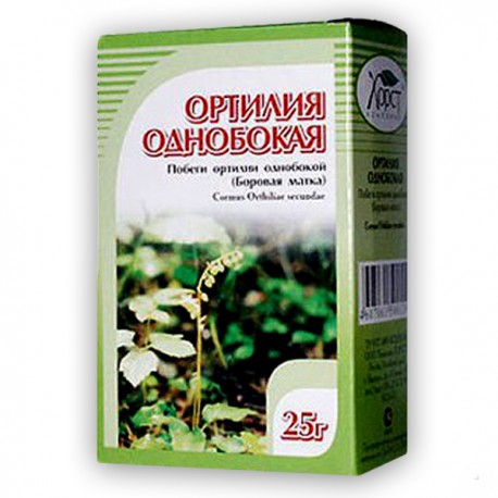 Nodding wintergreen (Orthilia sekunda)