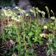 Nodding wintergreen (Orthilia sekunda)