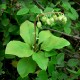 Nodding wintergreen (Orthilia sekunda)