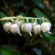 Nodding wintergreen (Orthilia sekunda)