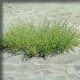 Solanka pagórkowa (Salsolae collinae)