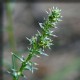 Saltwort (Salsolae collinae)