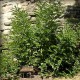 Lékořice lysá (Glycyrrhiza glabra)