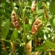 Lékořice lysá (Glycyrrhiza glabra)