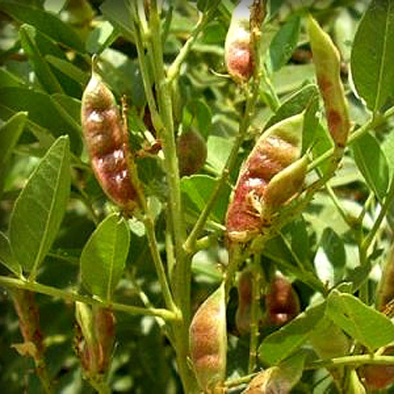 Семена солодки. Glycyrrhiza glabra плод. Растения Glycyrrhiza glabra.