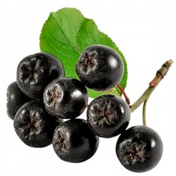 Black chokeberry (Aroniae melanocarpa)