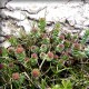 Rhodiola - Rozchodnice růžová (Rhodiola rosea)