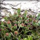 Rosenwurz (Rhodiola rosea)