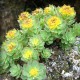 Rhodiola - Rozchodnice růžová (Rhodiola rosea)