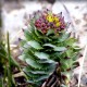 Rhodiola - Rozchodnice růžová (Rhodiola rosea)