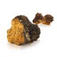 Chaga mushroom (Inonotus obliquus)