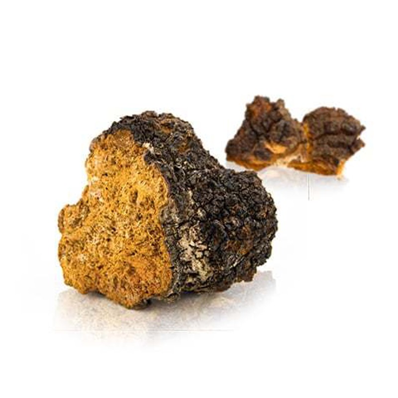 Чага вкус. Inonotus obliquus. Chaga Mushroom (Inonotus obliquus). Чага polyphenol. Чага сырье.