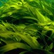 Laminaria japonica Meeresalgen