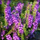 Šišák bajkalský (Scutellaria baicalensis)