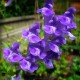 Šišák bajkalský (Scutellaria baicalensis)