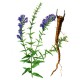 Šišák bajkalský (Scutellaria baicalensis)